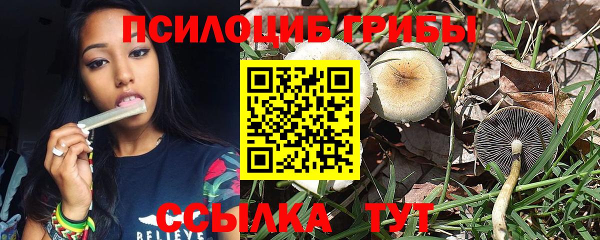 что такое   Вход с VPN  Новый Уренгой  Галлюциногенные грибы MAGIC MUSHROOMS  Псилоцибиновые грибы Psilocybe 